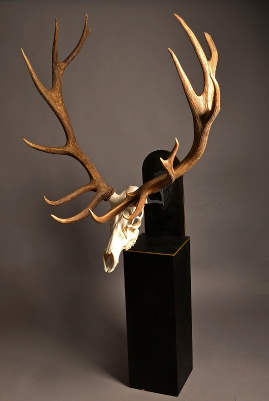 Trophy Gallery Skull Hooker European Skull Bracket