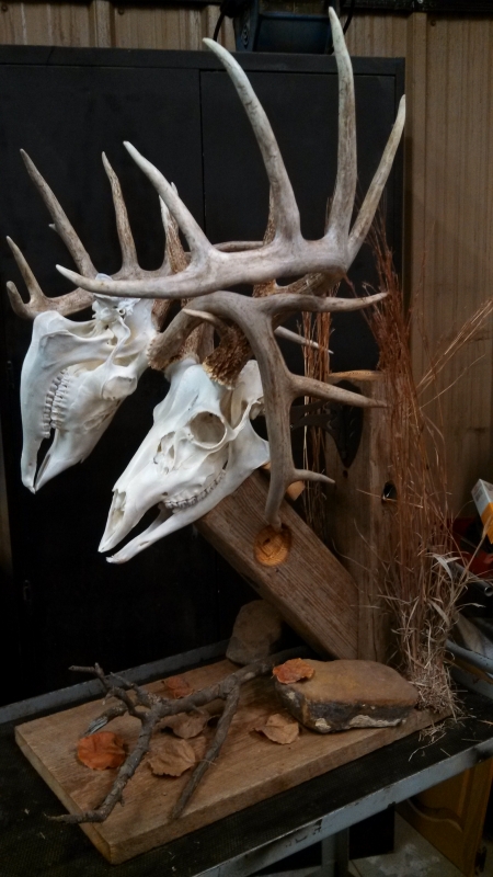 Customer Trophies | Skull Hooker | European Skull Bracket System, Skull