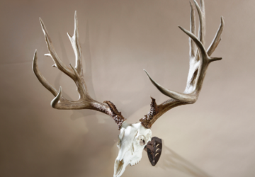 skull-hooker-mount-deer