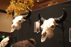 Bison