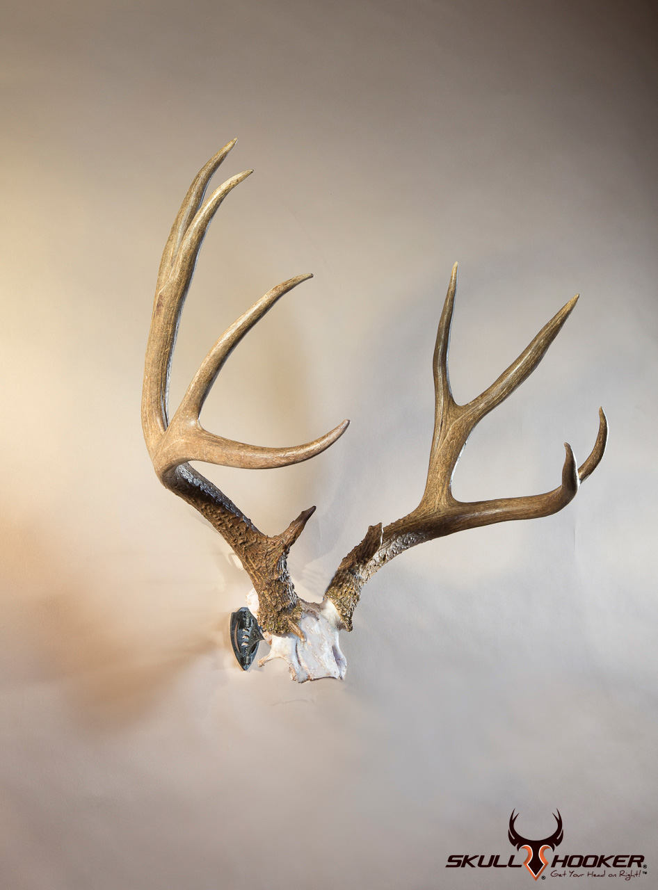 Bone Bracket Skull Hooker European Skull Bracket System, Skull