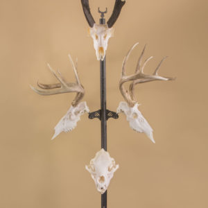 蝦夷鹿hunting trophy（deer skull） Unique Trophy 3 Horn 10 Point Whitetail Deer Skull Antler