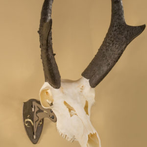 REALTREE® Edition Little Hooker® - Skull Hooker REALTREE® Edition Little Hooker® - Skull Hooker