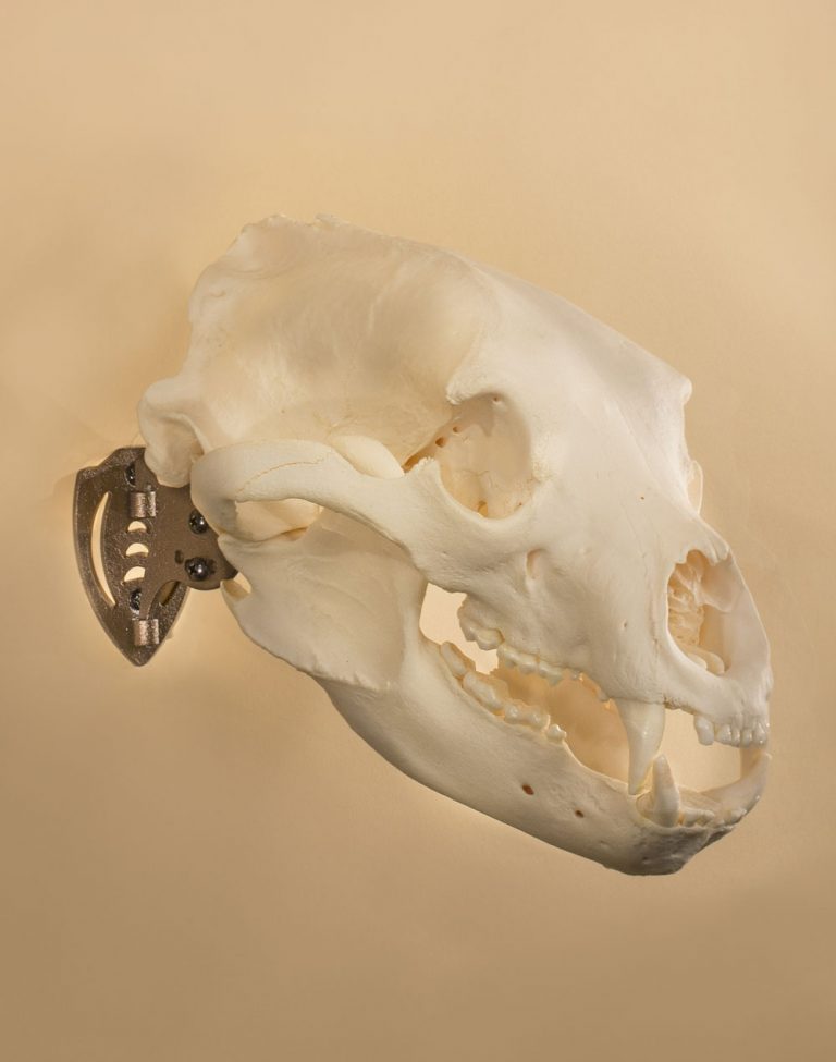 Skull Hooker Mini-Nutte Trophäenhalter - Schwarz Für Kleine Jagdtrophäen