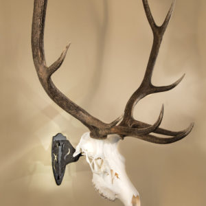 Skull Hooker 856643002006 Big Hooker Black for sale online 
